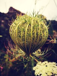 Close-up of cactus