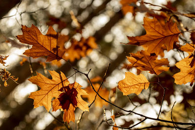 Close-up of maple leaves on branch