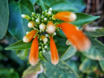 Close-up of orange flowers blooming outdoors