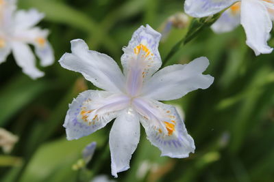 Close-up of white flowering plant