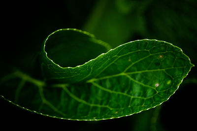 Close-up of fresh green leaf against black background
