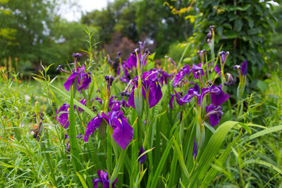 Close-up of purple flowers blooming outdoors