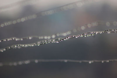 Water drops after monsoon 