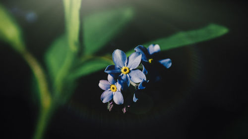 Close-up of purple flowers