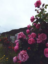 Close-up of pink roses blooming against sky