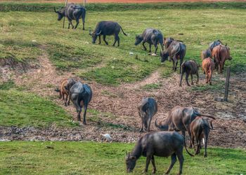Horses grazing in a field