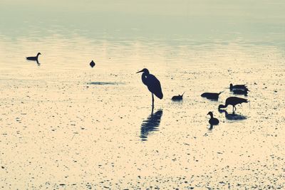 Birds on beach