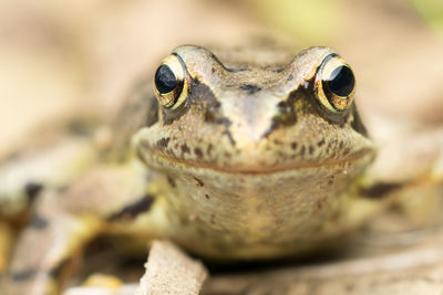 Close-up of lizard