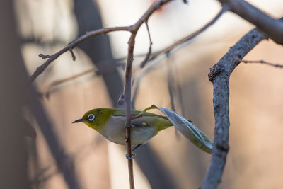 Close-up of bird perching on tree