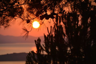 Silhouette trees against sky during sunset