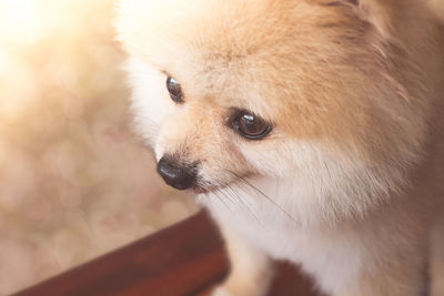 Close-up of dog looking away