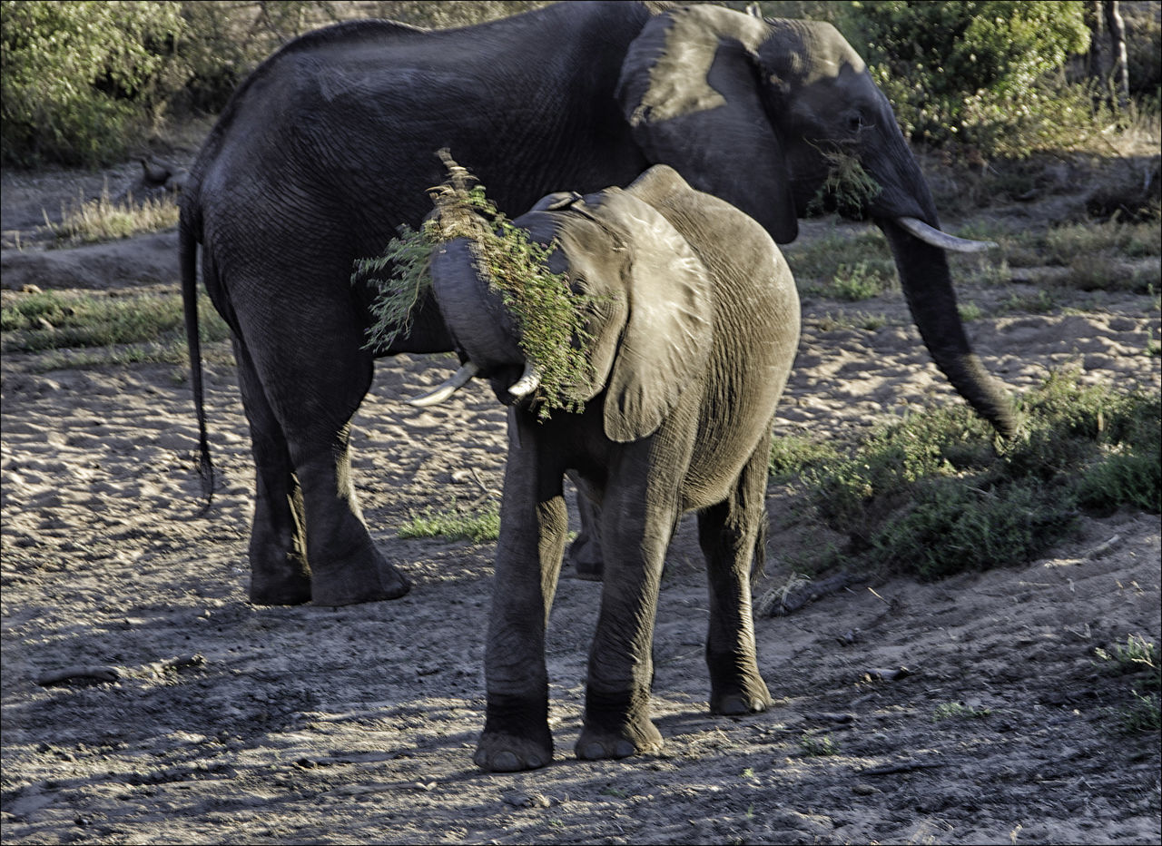 Activity, adventure, Africa, African, animal, animals, elephant, elephant with grass on its head, game, game viewing, Loxondonta Africana, herbivore, holiday, landscape, looking, mammals, mammal, prey animals, safari, safari animal, safari animals, scene,