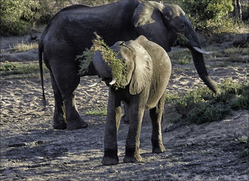 Elephant standing on field