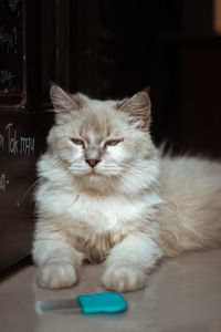 Close-up of cat sitting on table
