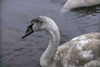 Close-up of swan swimming in lake