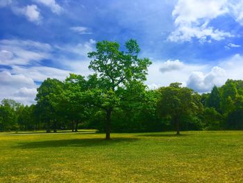 Scenic view of trees on field against sky