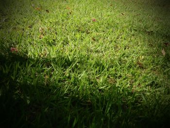 Full frame shot of grass