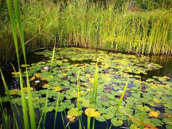 Close-up of lotus water lily in pond