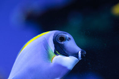 Close-up of fish swimming in aquarium