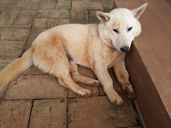 Portrait of dog sitting outdoors