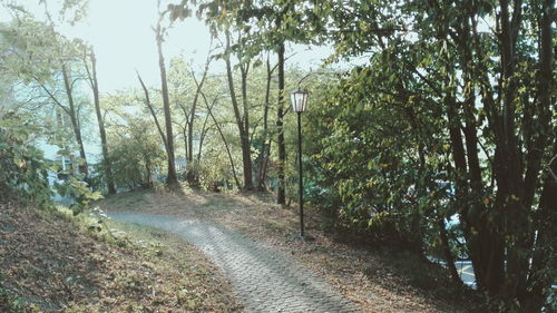 Trees growing in forest