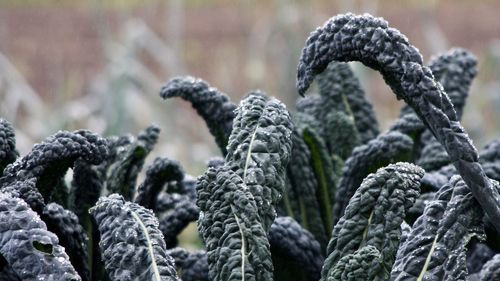 Close-up of plants