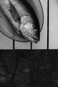 Close-up of fish in tank