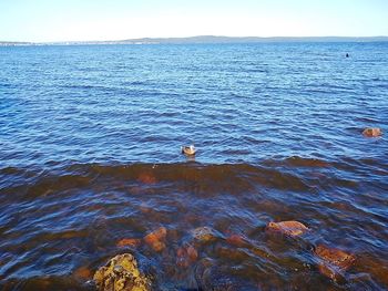 View of birds swimming in sea