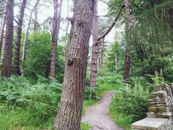 Pathway along trees in forest