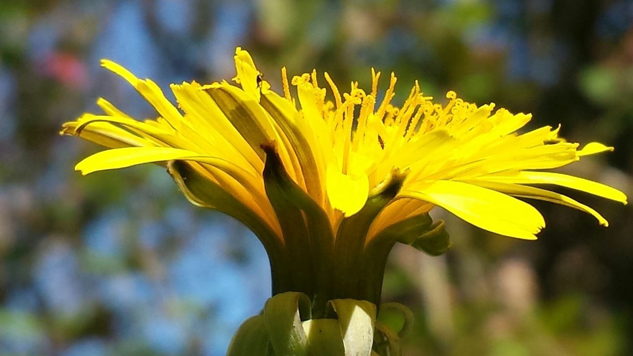 flower, petal, yellow, freshness, flower head, fragility, growth, close-up, focus on foreground, beauty in nature, single flower, nature, blooming, pollen, plant, in bloom, stamen, stem, outdoors, day