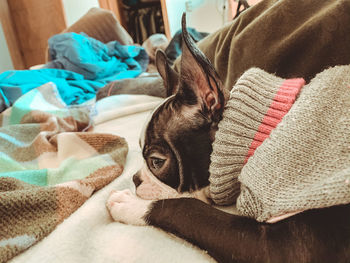 Close-up of cat resting on bed at home