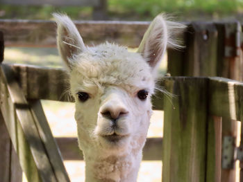 Llama headshot at the zoo