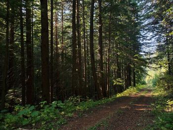 View of pine trees in forest