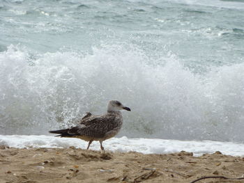 Seagull on the beach against waves