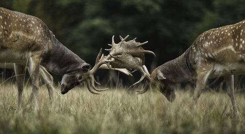 Deer grazing in a field