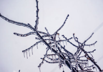 Close-up of frozen plant against sky