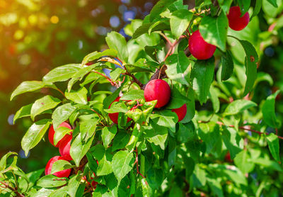 Yellow cherry plum berries on branches among green leaves.