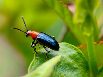 Close-up of insect on plant