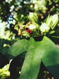 Close-up of insect on leaf