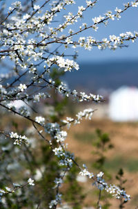 Close-up of fresh flowers on tree