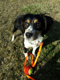 Portrait of dog with ball on grass