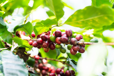 Close-up of berries growing on tree