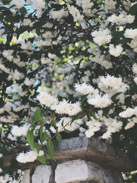 Close-up of white flowering plant in winter