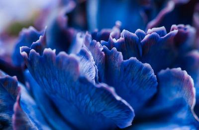 Close-up of purple flowering plant