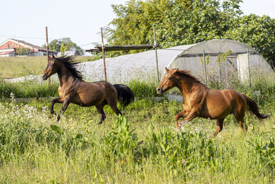 Horses running in a field