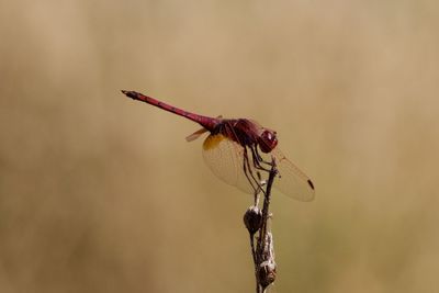 Close-up of dragonfly on plant