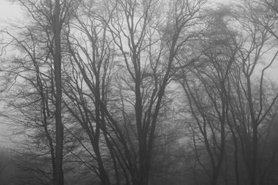 Low angle view of bare trees in forest