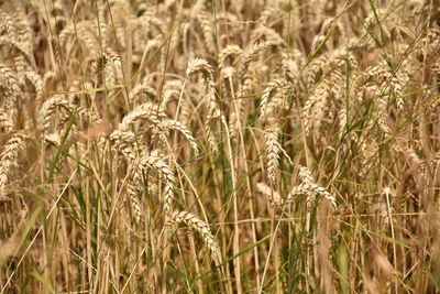 Close-up of stalks in field