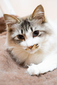 Close-up portrait of a cat
