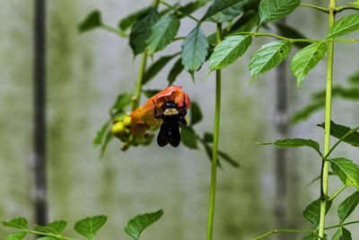 Close-up of insect pollinating on flower